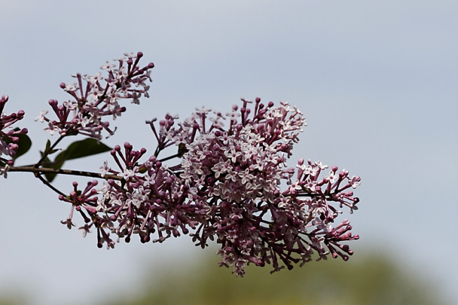 Jardin des Impressionnistes-062